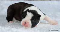 Elliot, a male Boston Terrier for sale in Dallas, TX – 3 of 10