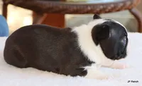 Davy, a male Boston Terrier for sale in Dallas, TX – 8 of 10