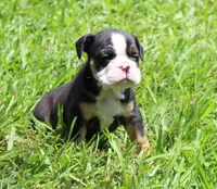 Luna, a female English Bulldog for sale in Dallas, TX – 3 of 10