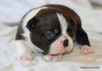 Venus, a female Boston Terrier for sale in Dallas, TX – 7 of 10