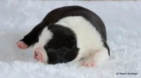 Elliot, a male Boston Terrier for sale in Dallas, TX – 5 of 10