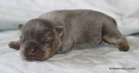Nielson, a male French Bulldog for sale in Dallas, TX – 5 of 10