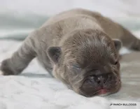 Nelly, a female French Bulldog for sale in Dallas, TX – 5 of 10