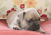 Bonnie, a female French Bulldog for sale in Dallas, TX – 10 of 10