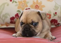 Chipper, a male French Bulldog for sale in Dallas, TX – 2 of 10
