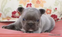 Nelly, a female French Bulldog for sale in Dallas, TX – 8 of 10