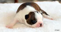 Angel, a female Boston Terrier for sale in Dallas, TX – 5 of 10