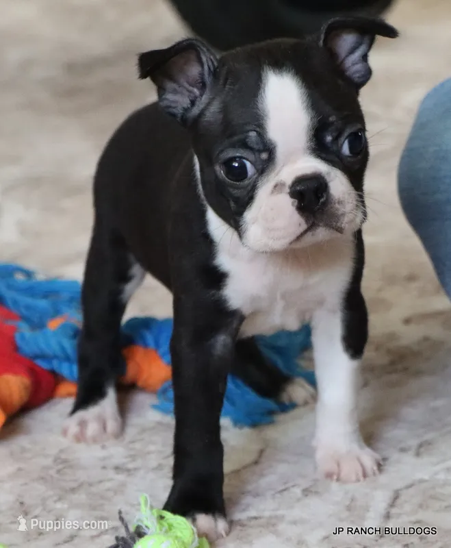 Cleo – Boston Terrier puppy for sale in Dallas, TX