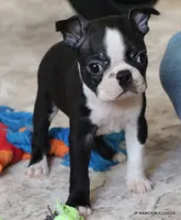 Cleo, a female Boston Terrier for sale in Dallas, TX – 7 of 10