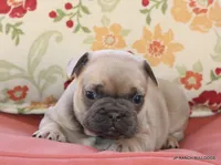 Bonnie, a female French Bulldog for sale in Dallas, TX – 4 of 10