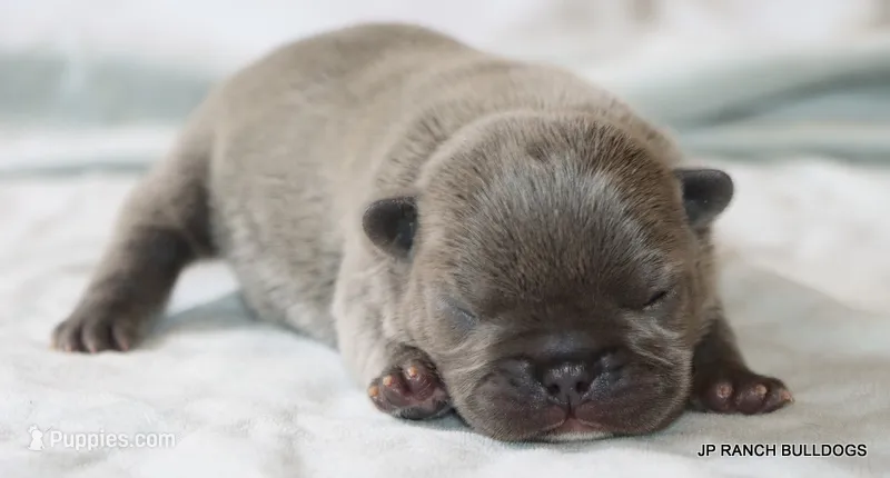 Nelly – French Bulldog puppy for sale in Dallas, TX