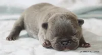 Nelly, a female French Bulldog for sale in Dallas, TX – 1 of 10