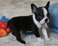 Kiki, a female Boston Terrier for sale in Dallas, TX – 10 of 10