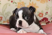 Ginger, a female Boston Terrier for sale in Dallas, TX – 2 of 9