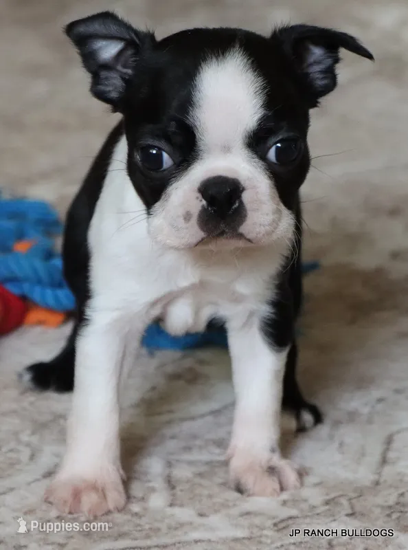 Minnie – Boston Terrier puppy for sale in Dallas, TX