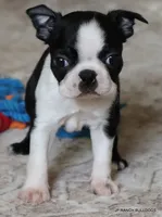 Minnie, a female Boston Terrier for sale in Dallas, TX – 7 of 10