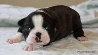 Ginger, a female Boston Terrier for sale in Dallas, TX – 5 of 10