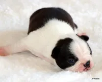 Anna, a female Boston Terrier for sale in Dallas, TX – 10 of 10