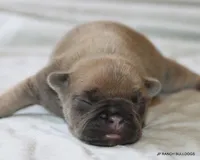 Bonnie, a female French Bulldog for sale in Dallas, TX – 5 of 10