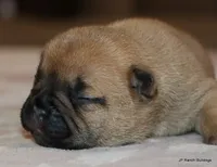 Bonnie, a female French Bulldog for sale in Dallas, TX – Photo 10 of 10