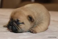 Bonnie, a female French Bulldog for sale in Dallas, TX – Photo 3 of 10