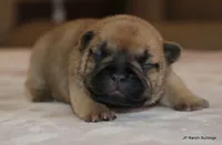 Bonnie, a female French Bulldog for sale in Dallas, TX – Photo 1 of 10