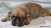 Chipper, a male French Bulldog for sale in Dallas, TX – 6 of 10