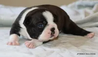 Ginger, a female Boston Terrier for sale in Dallas, TX – 3 of 10