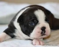 Ginger, a female Boston Terrier for sale in Dallas, TX – 8 of 10