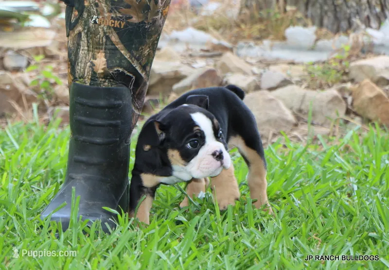 Luna – English Bulldog puppy for sale in Dallas, TX
