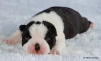 Marshall, a male Boston Terrier for sale in Dallas, TX – 7 of 10