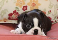 Ginger, a female Boston Terrier for sale in Dallas, TX – 3 of 9