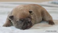 Honey, a female French Bulldog for sale in Dallas, TX – 6 of 10