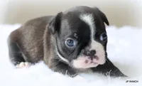 Mo, a male Boston Terrier for sale in Dallas, TX – 8 of 9