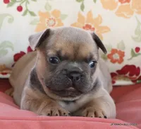 Honey, a female French Bulldog for sale in Dallas, TX – 6 of 10