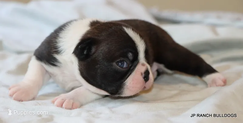 Venus – Boston Terrier puppy for sale in Dallas, TX