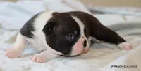 Venus, a female Boston Terrier for sale in Dallas, TX – 1 of 10