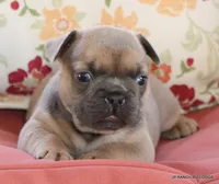 Honey, a female French Bulldog for sale in Dallas, TX – 2 of 10