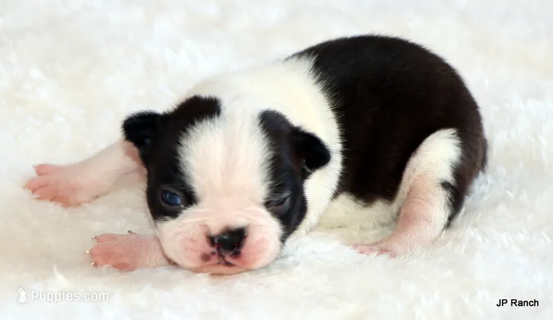 Anna – Boston Terrier puppy for sale in Dallas, TX