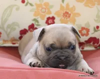 Bonnie, a female French Bulldog for sale in Dallas, TX – 5 of 10