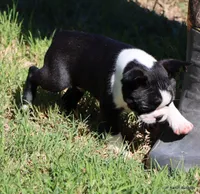 Elliot, a male Boston Terrier for sale in Dallas, TX – 2 of 9