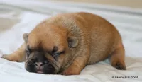 Sassy, a female French Bulldog for sale in Dallas, TX – 7 of 10
