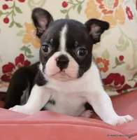Venus, a female Boston Terrier for sale in Dallas, TX – 10 of 10