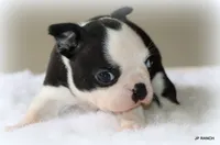 Charlie, a female Boston Terrier for sale in Dallas, TX – 3 of 10