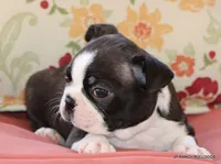 Ginger, a female Boston Terrier for sale in Dallas, TX – 1 of 9