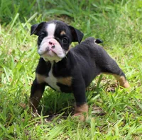 Lilly, a female English Bulldog for sale in Dallas, TX – 8 of 10