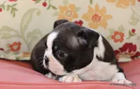 Ginger, a female Boston Terrier for sale in Dallas, TX – 8 of 9