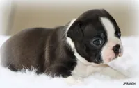 Ace, a male Boston Terrier for sale in Dallas, TX – 10 of 10