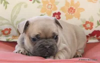 Bonnie, a female French Bulldog for sale in Dallas, TX – 2 of 10