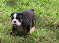Luna, a female English Bulldog for sale in Dallas, TX – 5 of 10